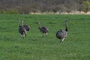 större rhea, Rhea americana, i pampas coutryside miljö, la pampa provins, ,Brasilien. foto