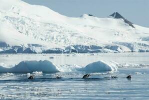 adelie pingvin tumlare, paradis bukt , antarktisk halvö, antartica.. foto