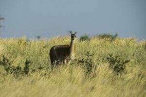 guanacos i gräsmark miljö, parque luro natur boka, la pampa provins, argentina. foto