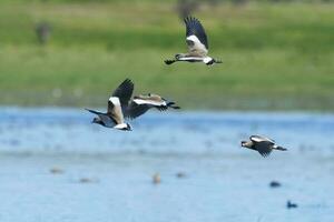 sydlig tofsvipa, vanellus chilensis i flyg, la pampa provins, patagonien, argentina foto