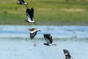 sydlig tofsvipa, vanellus chilensis i flyg, la pampa provins, patagonien, argentina foto