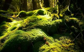 pittoresk vilda djur och växter, tjock av de skog. skön grön mossa på de stenar och rötter av träd foto