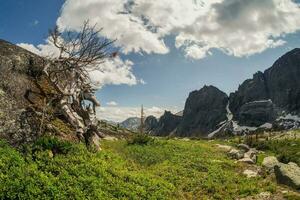 torr fint ceder på en granit sten av en berg backe. berg solig landskap. ergaki natur parkera i de bergen av sibirien. Västra sayan. foto