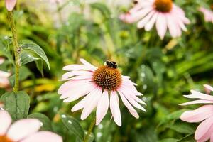 skön daisy växande i de trädgård. trädgårdsarbete begrepp, närbild. de blomma är pollinerad förbi en humla. foto