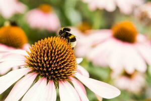 skön daisy växande i de trädgård. trädgårdsarbete begrepp, närbild. de blomma är pollinerad förbi en humla. foto