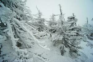 snö häftig snöstorm över de tall skog i vinter, japan foto