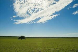 en ensam träd i en fält med en blå himmel foto