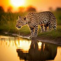 en leopard dricka vatten från de sjö foto