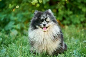 pomeranian spitz hund foto