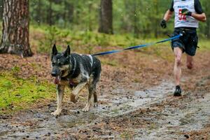 canicross hundmushing race foto