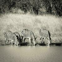 besättning av zebror i de afrikansk savann foto