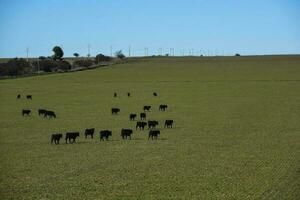 nötkreatur höjning med naturlig betesmarker i pampas landsbygden, la pampa provinsen, Patagonien, argentina. foto