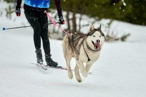 skijoring hundsport racing foto