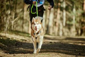 löpning sibirisk hes hund i sele dragande man på höst skog Land väg foto