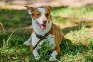 domkraft russell terrier hund liggande på grön gräsmatta under värma solljus, utomhus- hund gående i offentlig parkera foto