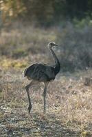 Rhea americana i de argentinska pampas foto