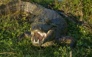 alligatorer i argentinska natur boka livsmiljö foto