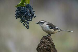 vit banded härmfågel, patagonien, argentina foto