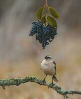 vit banded härmfågel, patagonien, argentina foto