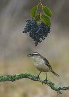 vit banded härmfågel, patagonien, argentina foto