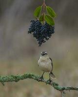 vit banded härmfågel, patagonien, argentina foto