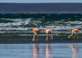 flamingos flock, patagonien, argentina foto