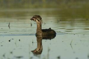 pied faktureras dopping simning i en lagun, la pampa provins, argentina. foto