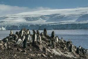 gentoo pingvin och glaciär, hannah punkt, antartika foto