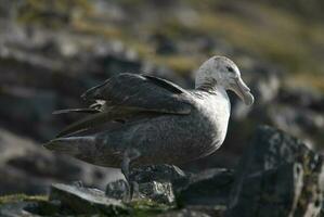 antarktisk jätte petrel, hannah punkt, Livingston ö, söder shetlandsområden , antrtica foto