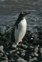 gentoo pingvin, antartika foto
