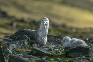 antarktisk jätte petrel, hannah punkt, Livingston ö, söder shetlandsområden , antrtica foto