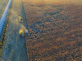 durra skörda, i la pampa, argentina foto