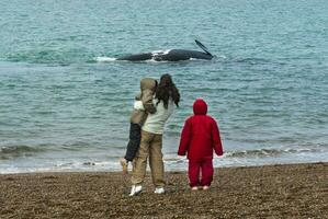 turister tittar på valar, observation från de kust foto