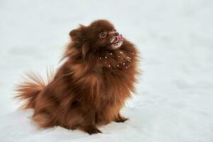 Lycklig pomeranian spets hund på vinter- utomhus- gående full storlek profil porträtt söt choklad spets foto