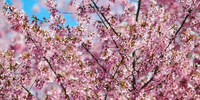 rosa körsbär blomma, skön rosa blommor av japansk körsbär träd på blå himmel bakgrund i trädgård foto