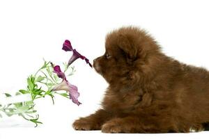 pomeranian spets valp isolerat med blomma foto