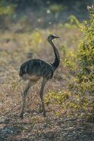 Rhea americana i de argentinska pampas foto