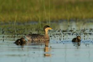 silver- kricka, spatel versicolor , med kycklingar, la pampa provins, patagonien, argentina. foto