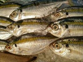 skaldjur på is på de fisk marknadsföra. rå färsk fiskar. friska mat. topp se. foto