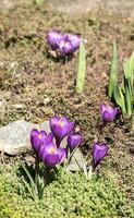 krokus blommor på de rabatt foto