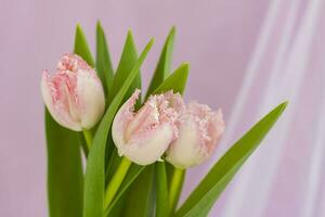 delikat bukett av rosa tulpaner närbild på en rosa bakgrund. vår humör. vår hälsning kort för mors dag eller kvinnors dag, hjärtans dag. foto