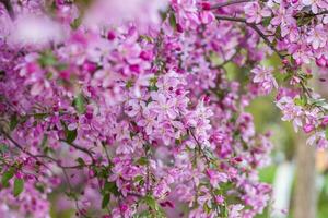 äpple träd i blomma, rosa ljus blommor. vår blommande av de äpple fruktträdgård. blommig bakgrund för presentationer, affischer, banderoller, och hälsning kort. foto