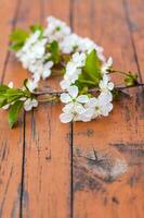 en kvist av vit blommor på en mörk, bärs rustik trä- tabell. körsbär träd blommor. selektiv fokus. foto