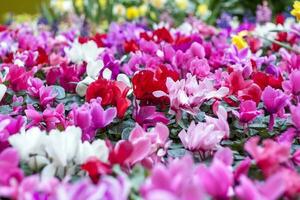 en blommig matta av röd och rosa cyklamen persicum växter i de vår trädgård. i de vår, cyklamens av annorlunda färger blomma i de trädgård. blomning cyklamen. vår blommor. foto