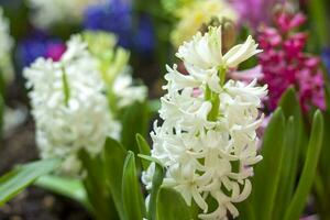 blomning vår hyacint blomma i en blomma säng. färgrik hyacinter, traditionell påsk blommor, blommig bakgrund. närbild makro fotografi, selektiv fokus. foto