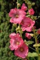 allmänning stockros---alcea rosea---,rheinland,tyskland foto