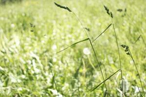 blommande öron av ogräs. naturlig gräsmatta i de ljus Sol foto