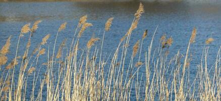 dramatisk soluppgång över de lugna flod i vår med böjd gräs mot Sol. daugava, lettland foto