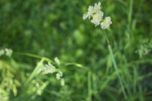 blommande öron av ogräs. naturlig gräsmatta i de ljus Sol foto