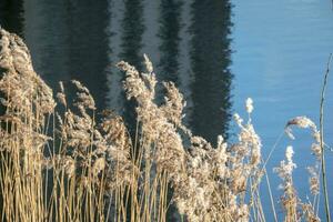 dramatisk soluppgång över de lugna flod i vår med böjd gräs mot Sol. daugava, lettland foto